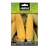 Semillas Batlle Maiz dulce GOLDEN BANTAM